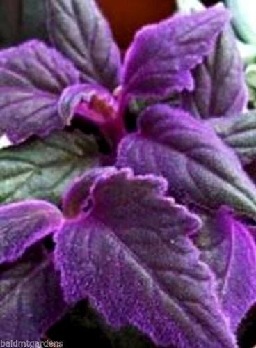 Purple passion velvet live - x,