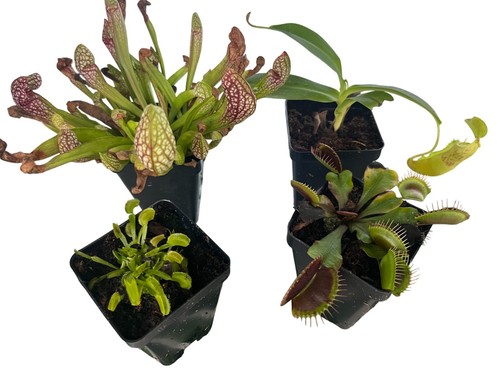 Carnivorous plant assortment - carnivorous,